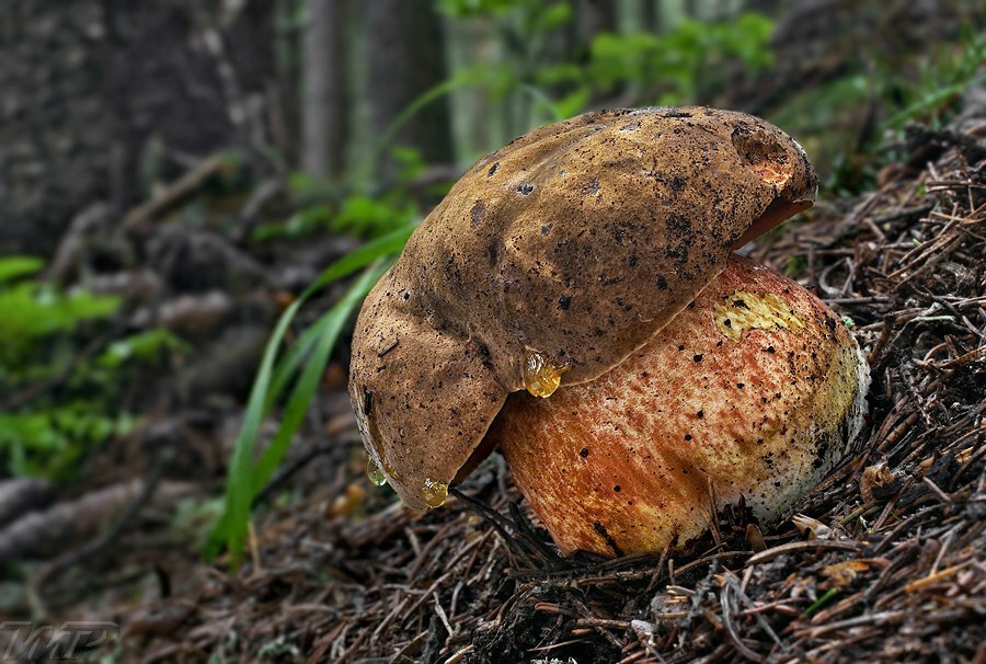 Boletus.jpg