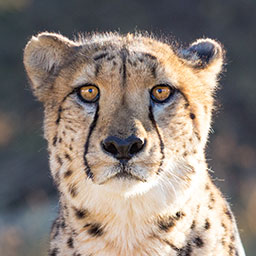 cheetah1.jpeg