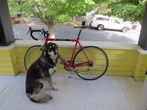 dog-cycle-car.png