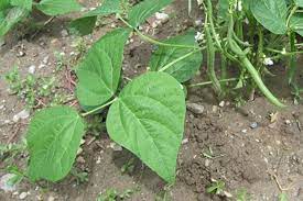 bean-plant-example.jpeg