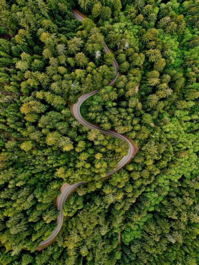 Highway-through-Forest.jpg