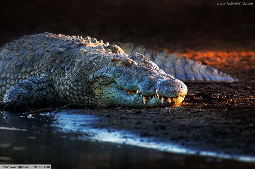 Nile-Crocodile.jpg