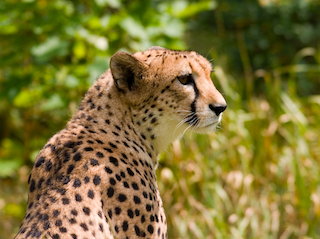 cheetah.png