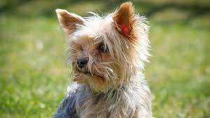 yorkshire_terrier.jpeg