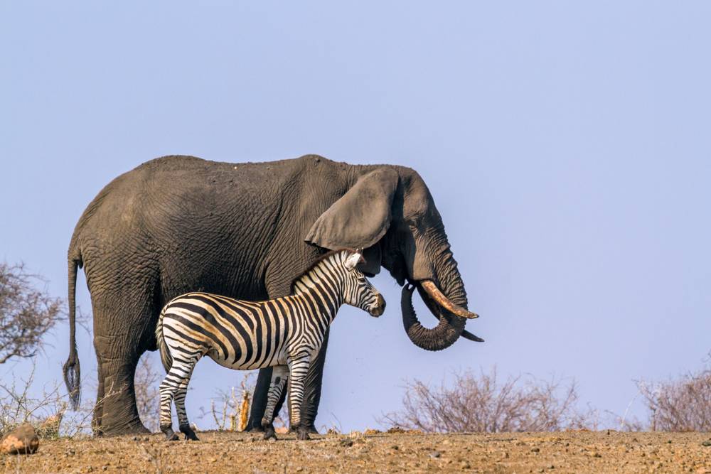 elephant-zebra.jpg