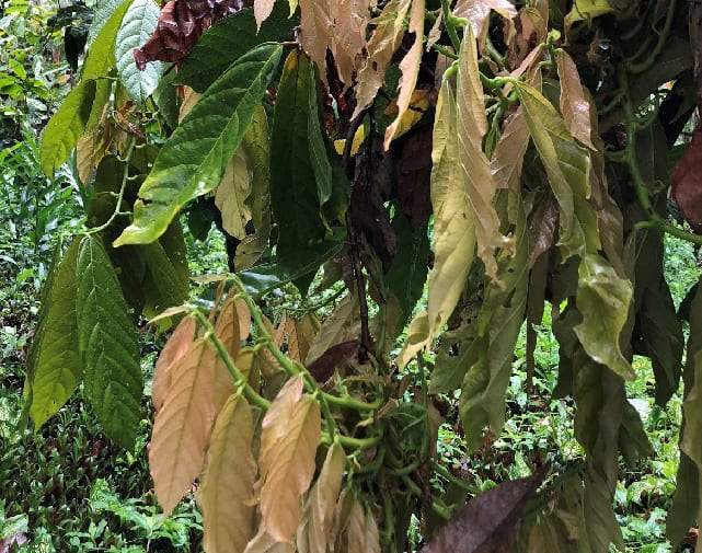 A-cacao-tree-affected-by-witches’-broom.jpg