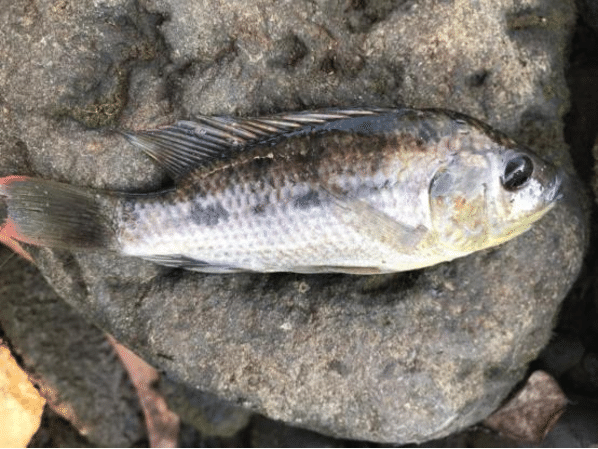 Oreochromis Niloticus.png