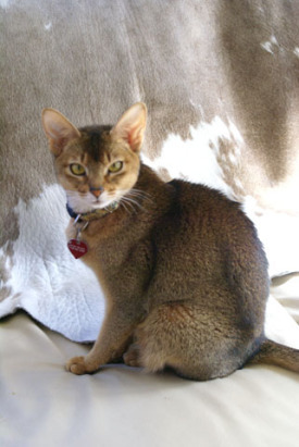 Abyssinian_17.jpg