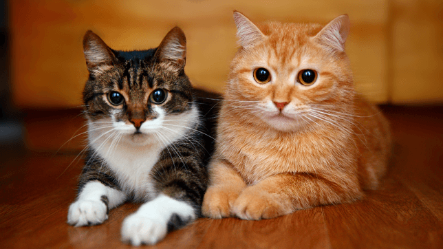 example-01-two-cats.jpg