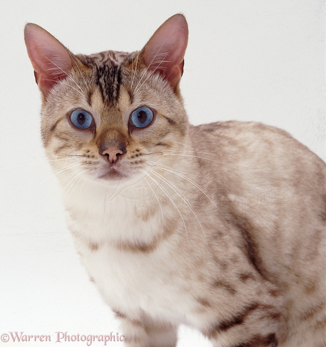 04413-Bengal-cat-white-background.jpg