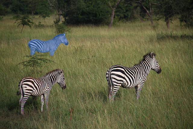 zebra_vis.png