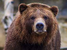 grizzly.jpeg