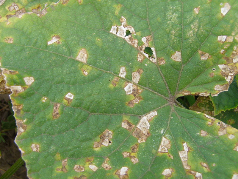 angular-leaf-spot-1.JPG