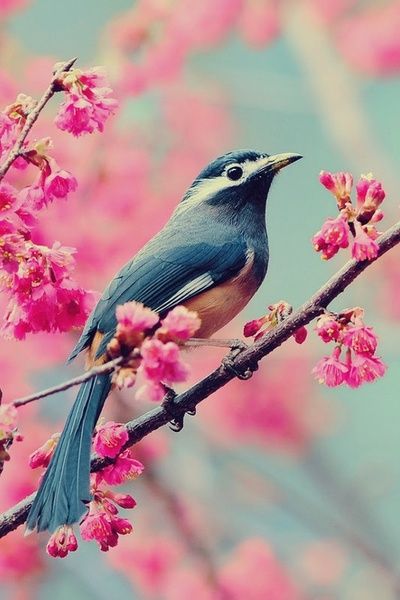 pretty_bird.jpg