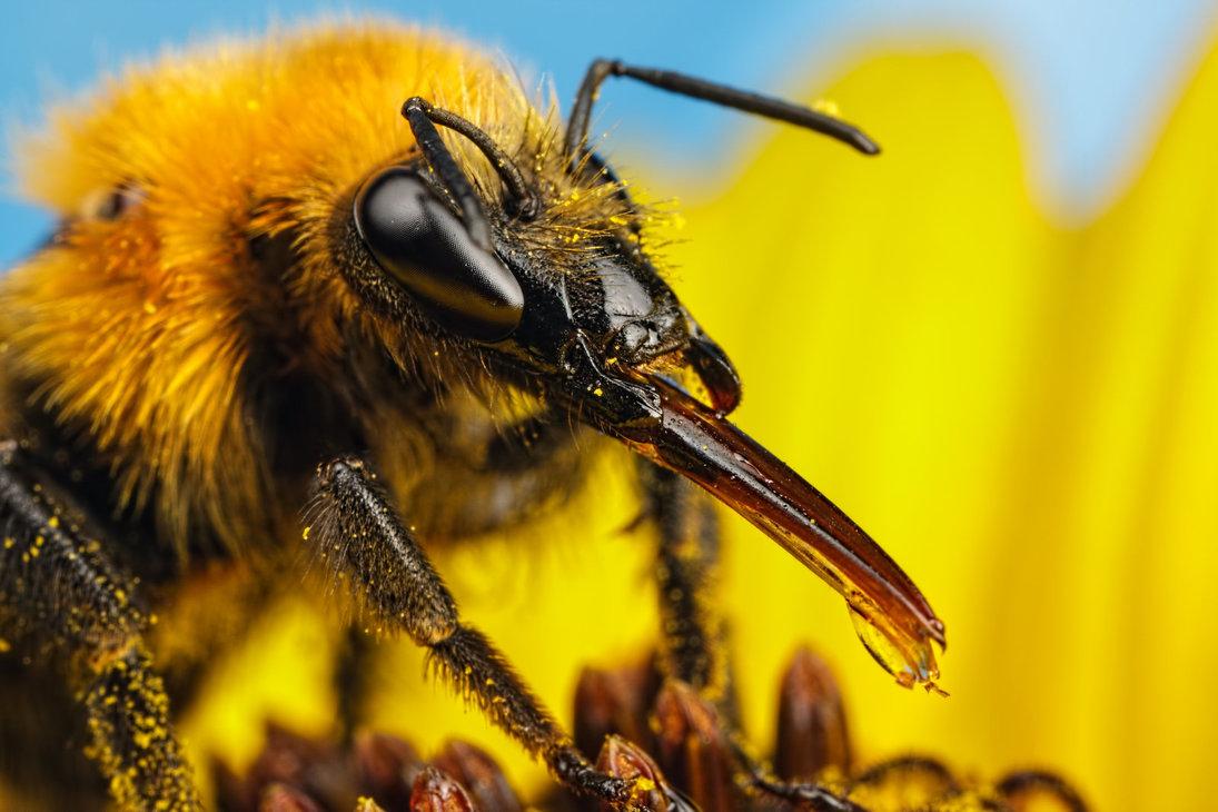 bing_bumblebee_0120.jpg