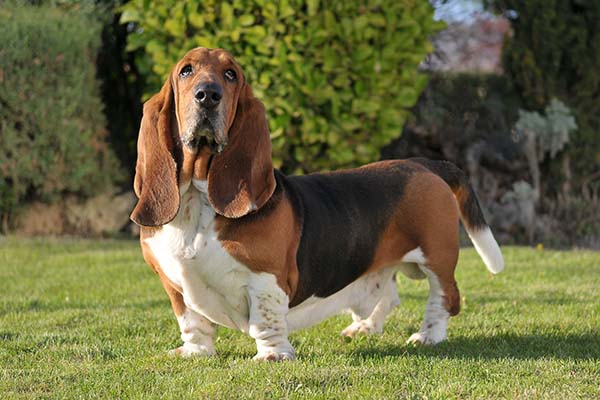 Basset-Hound-standing-in-the-garden.jpg