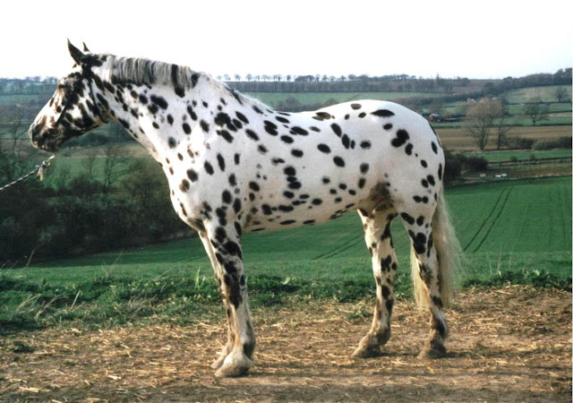 appaloosa_88.jpg