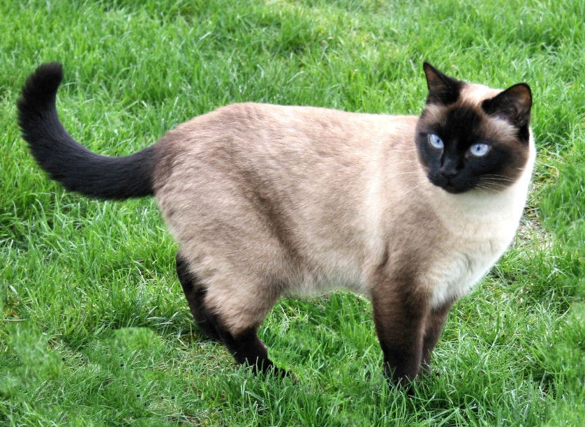 siamese.jpg