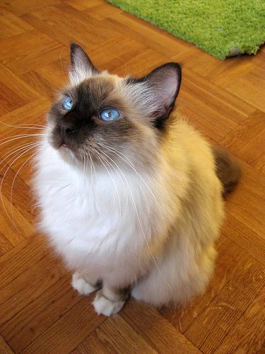 Birman_135_jpg.rf.d9cdc64e747de2078f60a4761fdc534a.jpg