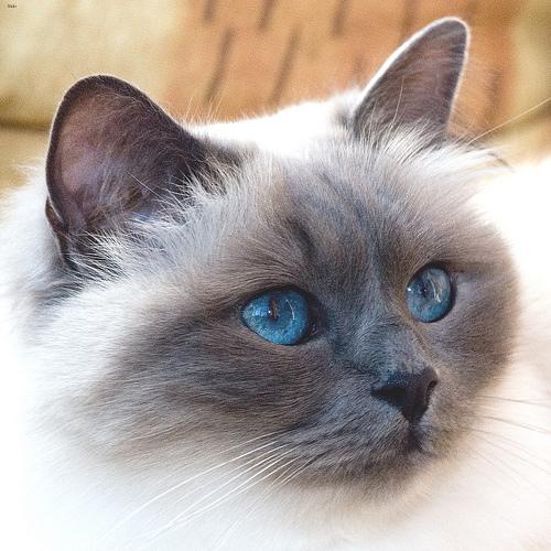 Birman_157_jpg.rf.cbf2d211aab989a6f26ef5b5cef5e63e.jpg