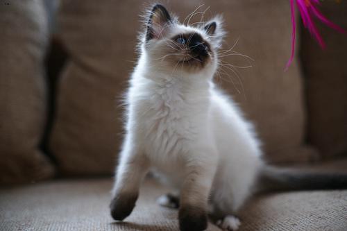 Birman_173_jpg.rf.b8656131a2f2fda3413154a7d01ad834.jpg