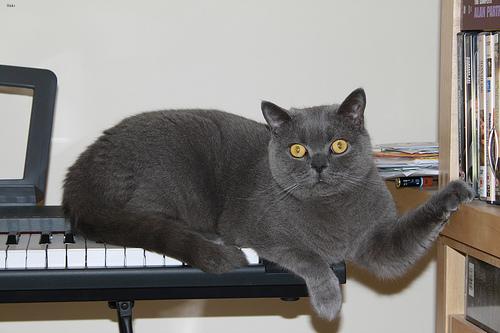 British_Shorthair_101_jpg.rf.afa7cf2990a151279e674e2077fa306f.jpg