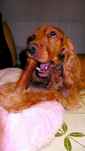 english_cocker_spaniel_117_jpg.rf.6662b5873cd8ce125c4b7fa386101fc2.jpg