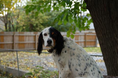 english_setter_106_jpg.rf.17135610e33c8d62151c4cda910364c3.jpg