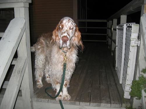 english_setter_172_jpg.rf.cb3f08fd8d4c5475dcdd387a70adb04b.jpg