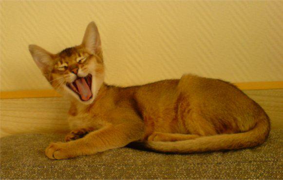 Abyssinian_155_jpg.rf.fdd90a163673ab77ec9690317a69b94e.jpg