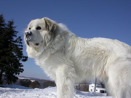 great_pyrenees_190_jpg.rf.ebd07e7aae6a416425fa1f3c89872b61.jpg