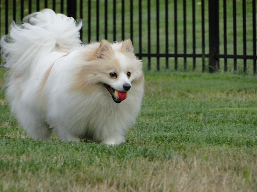 pomeranian_102_jpg.rf.d73a50e60ca9384f8b42dc4e3bcd94b9.jpg