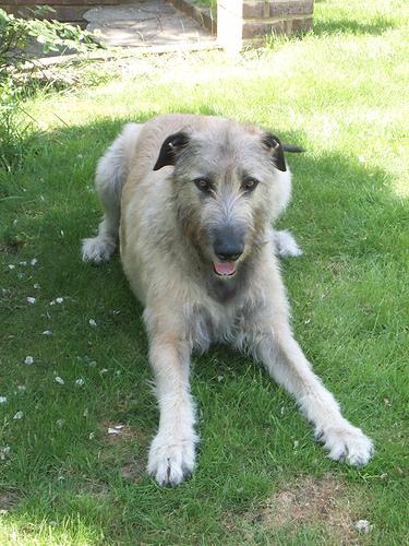 irish_wolfhound.jpg