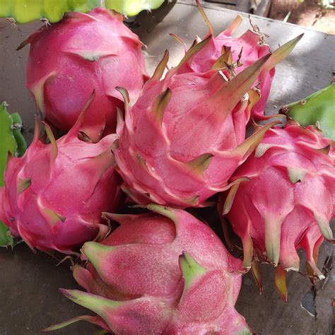 dragon_fruit_1.jpg