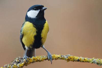 parus_major.jpg