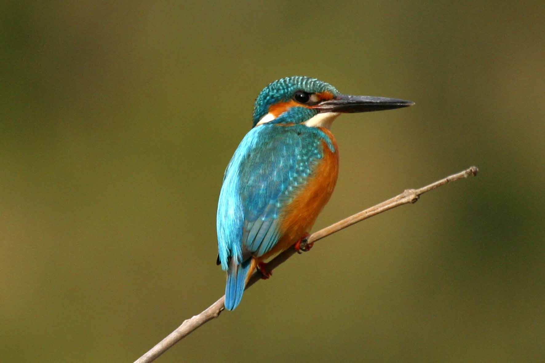 kingfisher.jpg