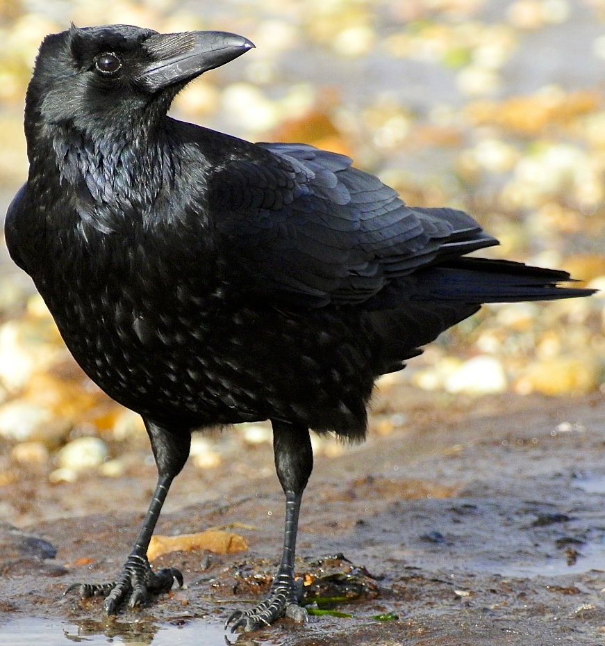 carrion_crow.jpeg