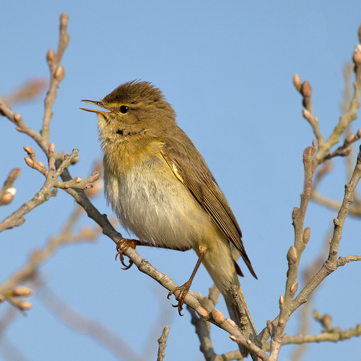 willow_warbler.jpeg