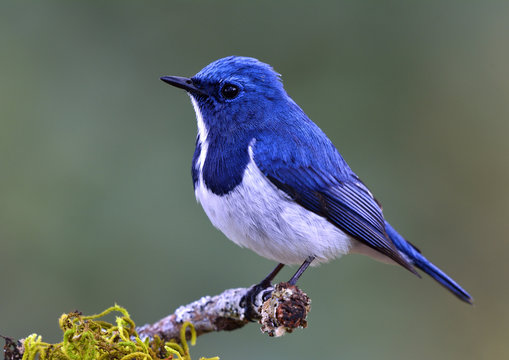 blue_white_bird.jpg