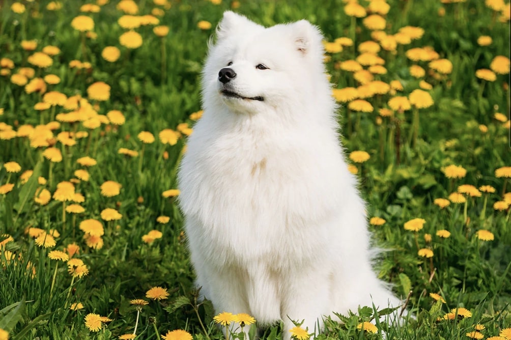 samoyed.jpg