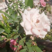Damask Rose (101).jpeg