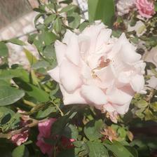 Damask Rose (103).jpeg