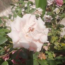 Damask Rose (105).jpeg