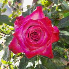 Damask Rose (11).jpeg
