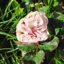 Damask Rose (13).jpeg