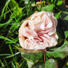 Damask Rose (15).jpeg