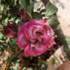 Damask Rose (19).jpeg