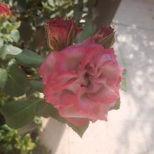 Damask Rose (21).jpeg