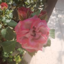 Damask Rose (22).jpeg