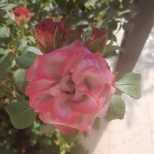 Damask Rose (24).jpeg